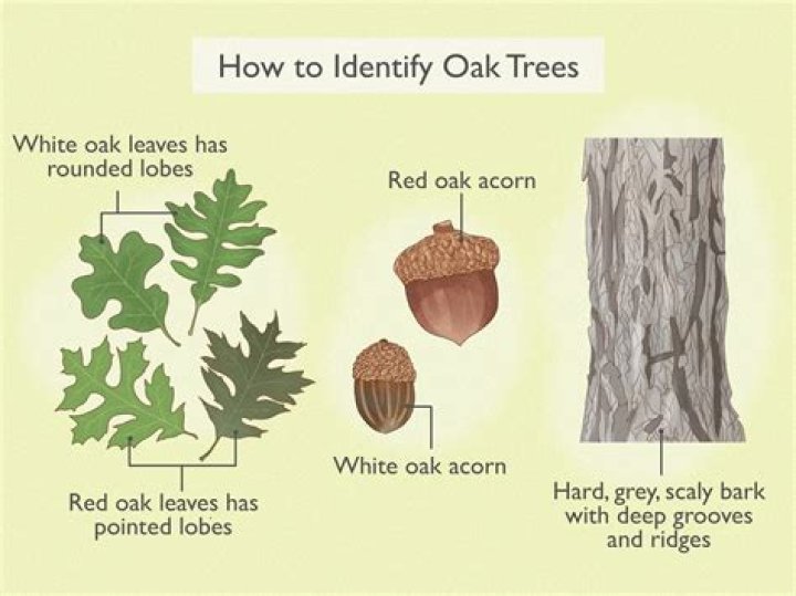 Where does the oak tree found?