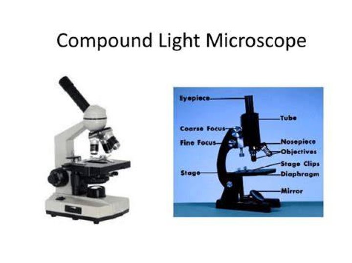 Why is the light microscope called a compound microscope?