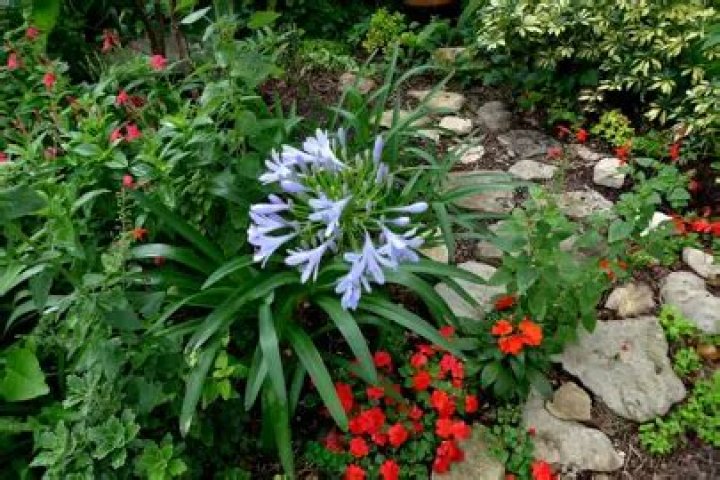 Will agapanthus grow in shade?
